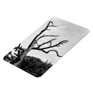 free tree magnet
