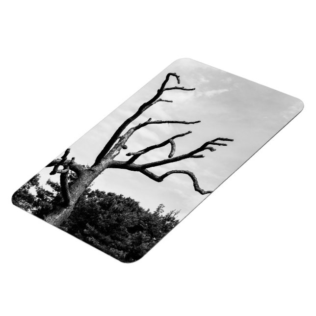 free tree magnet (Left Side)