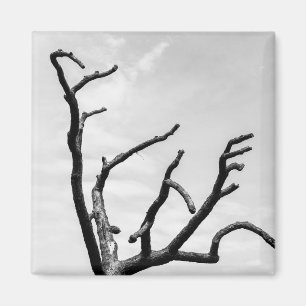 free tree magnet