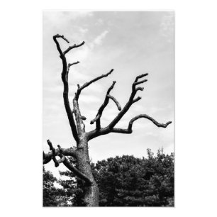 free tree photo print