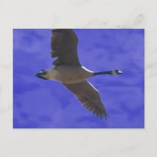 Freedom Calling Postcard