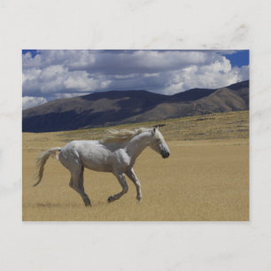 Freedom On The Run Postcard