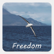 Freedom to wander the ocean