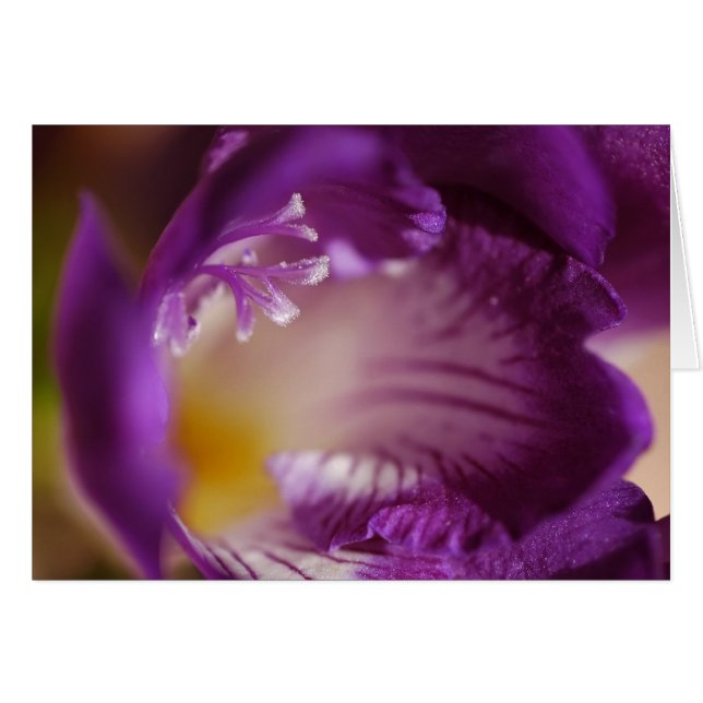 Freesia (Front Horizontal)