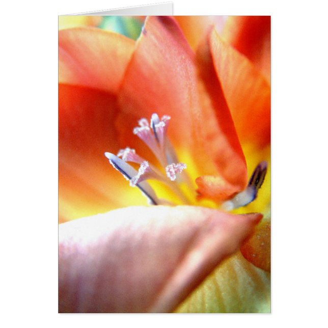 Freesia | (Front)