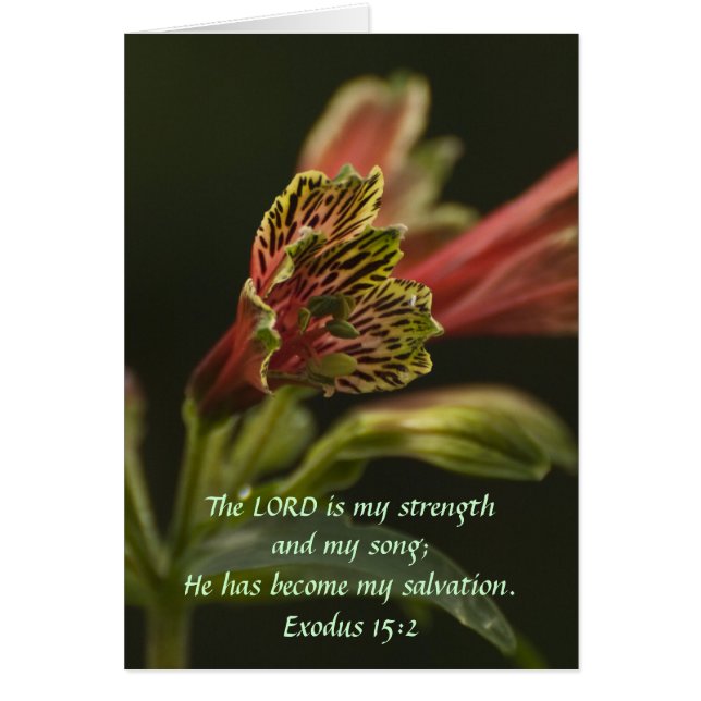 Freesia Blossoms (Front)