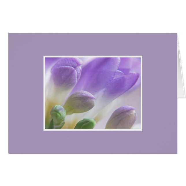 Freesia Buds (Front Horizontal)