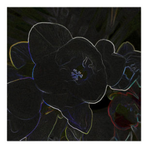 freesia flowers outlined poster