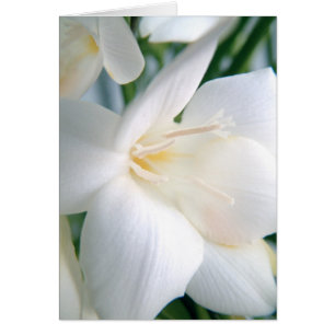 Freesia White
