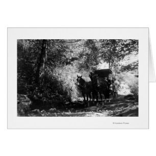 Freight Horses Taking a Break