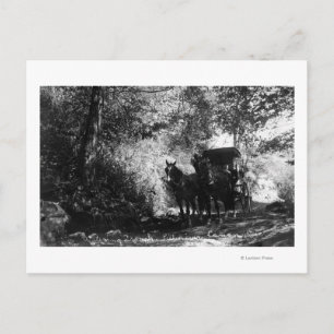 Freight Horses Taking a Break Postcard