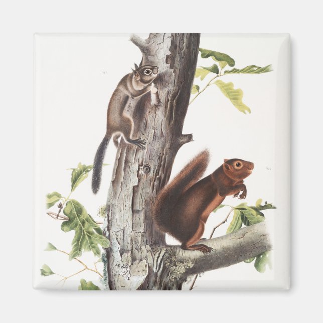 Fremont's Squirrel and Sooty Squirrel Illustration Magnet (Front)