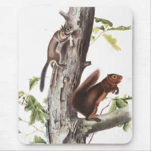 Fremont's Squirrel and Sooty Squirrel Illustration Mouse Pad