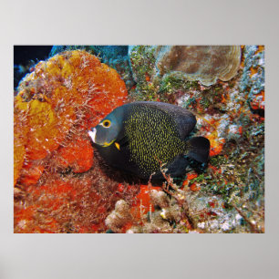 French Angelfish in the Coral Poster