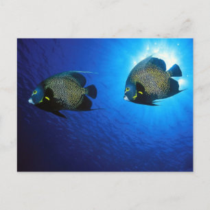French Angelfishes Postcard