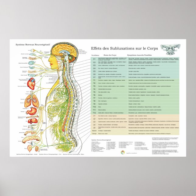 French ANS Subluxations Effects Chiropractic Chart (Front)