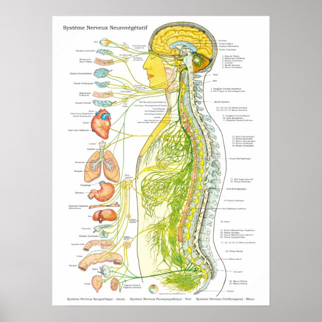 French Autonomic Nervous System Poster (Front)