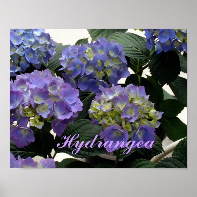 French Baby Blue Hydrangeas Poster (Front)