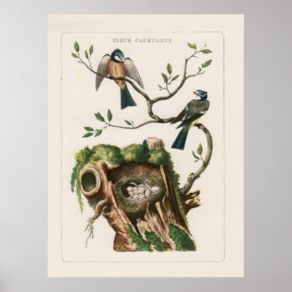 French Bird Engravings Poster