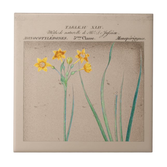 French Botanical Daffodil Illustration Ceramic Tile (Front)