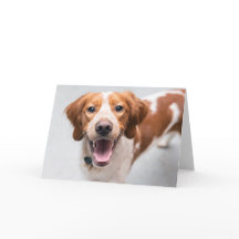 French Brittany Spaniel Greeting Card