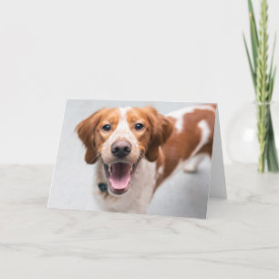 French Brittany Spaniel Greeting Card