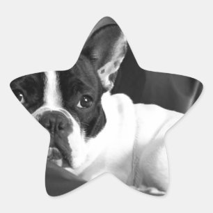 French Bull Dog Pet Puppy Cute Love Destiny Star Sticker