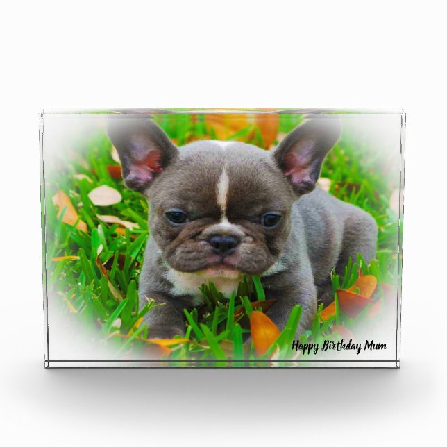 French Bull Dog Photo Block (Front)