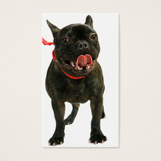 French Bulldog (Front)