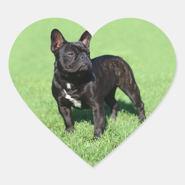 French Bulldog 2 Heart Sticker (Front)