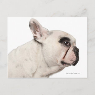 French Bulldog (4 years old) close-up Postcard