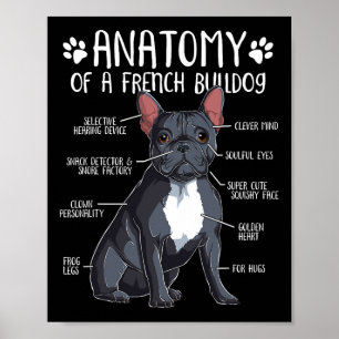 French Bulldog Anatomy Frenchie Dog Lover Owner 2  Poster