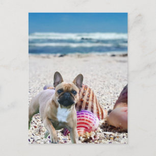 French Bulldog at postcard booth