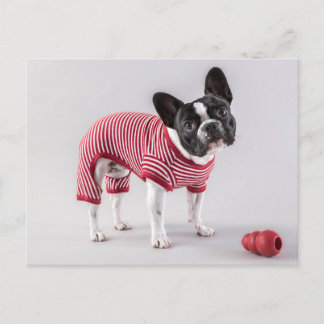 French Bulldog beautiful Post Card