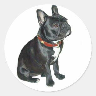 French Bulldog - Black with red collar Classic Round Sticker