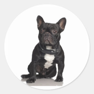 French Bulldog Classic Round Sticker