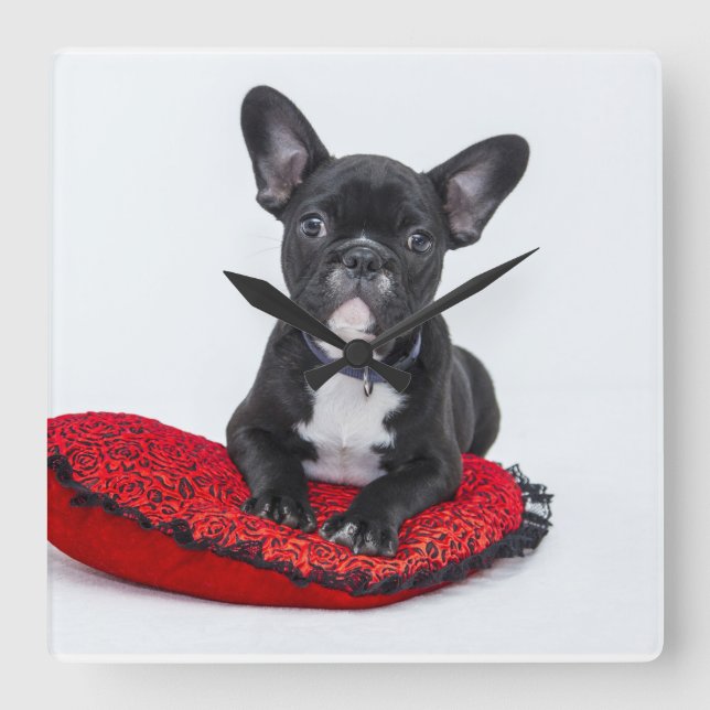 French bulldog clock (Front)
