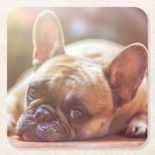French Bulldog Coasters
