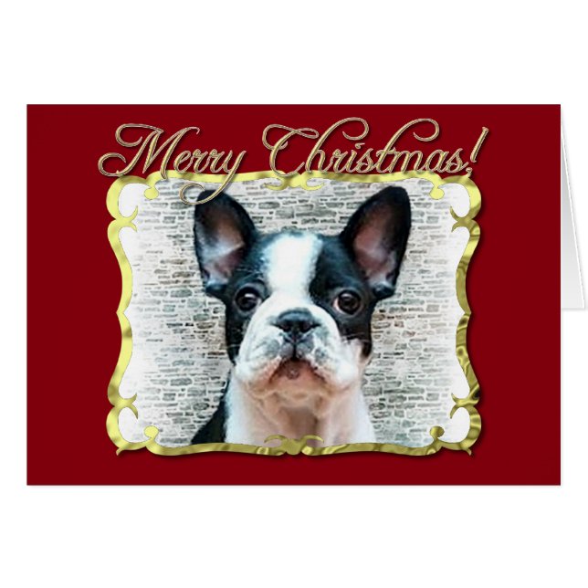 French bulldog dog (Front Horizontal)