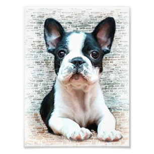 French bulldog dog photo print