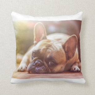 french bulldog laying cushion