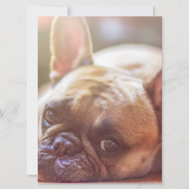 french bulldog laying invitation (Front)