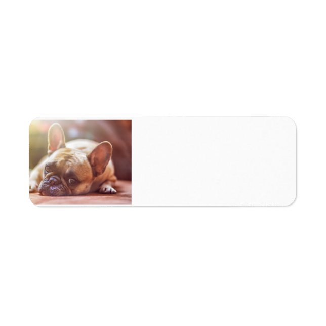 french bulldog laying return address label (Front)