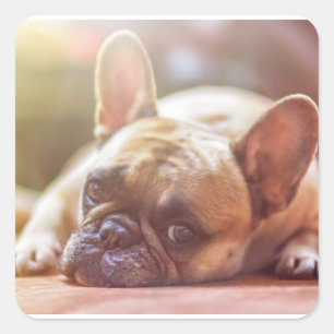 french bulldog laying square sticker