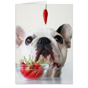 French Bulldog Looking At A Red Pepper