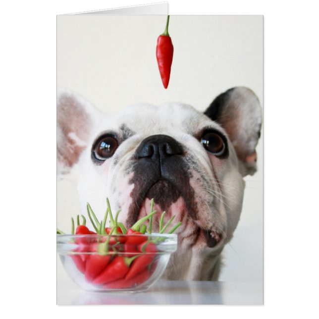 French Bulldog Looking At A Red Pepper (Front)