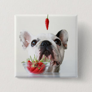 French Bulldog Looking At A Red Pepper 15 Cm Square Badge