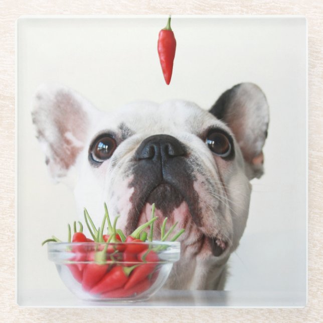 French Bulldog Looking At A Red Pepper Glass Coaster (Front)