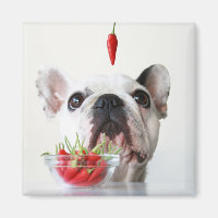French Bulldog Looking At A Red Pepper
