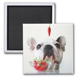 French Bulldog Looking At A Red Pepper Magnet